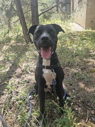 Adopter Alaya