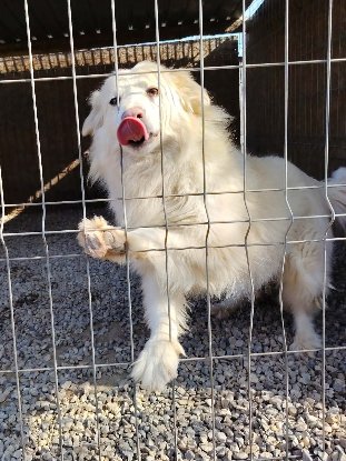Adopter Alba