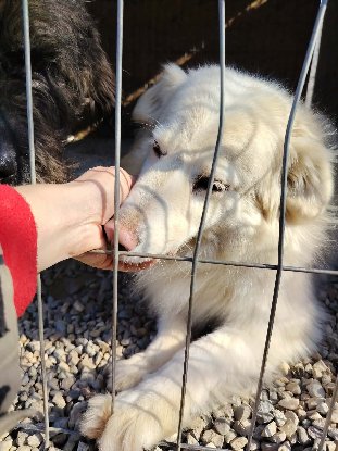 Adopter Alba