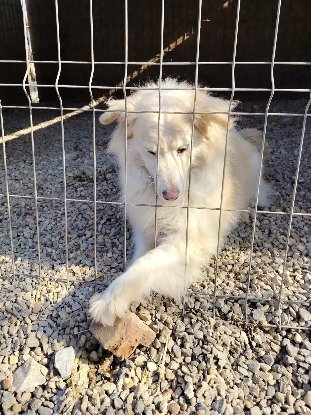 Adoption Alba