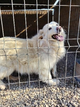 Adoption Alba