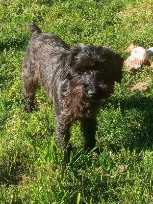 Adopter Alba