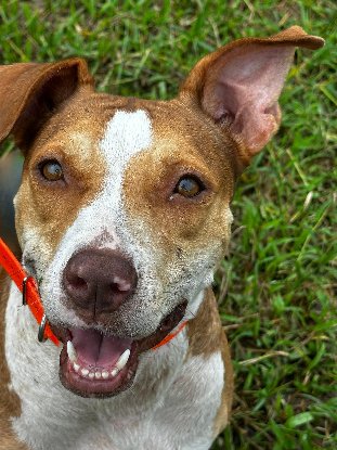 Adopter Albina