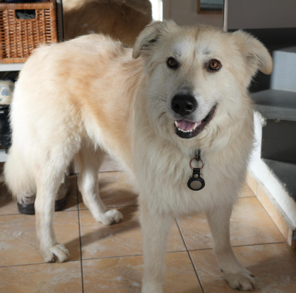 Adopter Alby