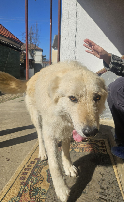 Adoption Alby