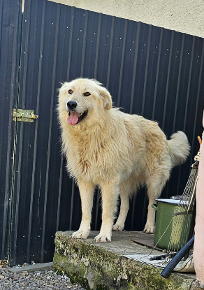Adoption Alby