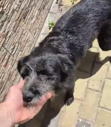 Adopter Alesia