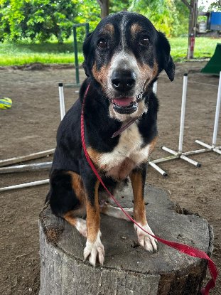 Adopter Aley