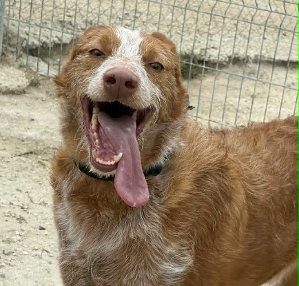 Adopter Alfonso
