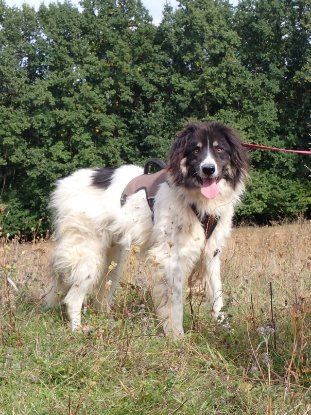 Adopter Alfred