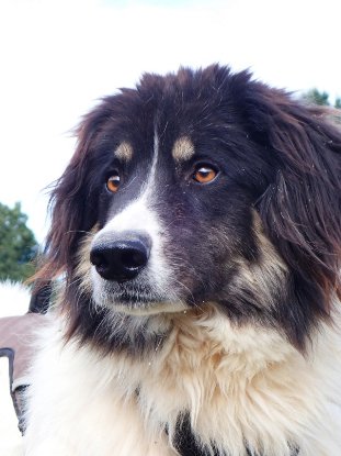 Adoption Alfred