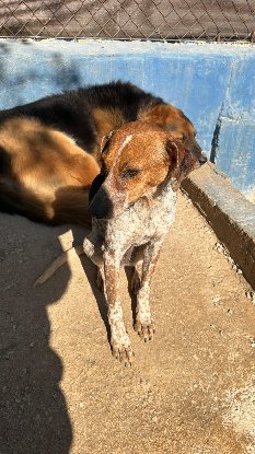 Adopter Alison