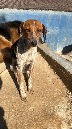 Adopter Alison