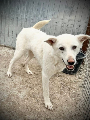 Adopter Allie