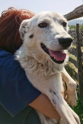 Adopter Alma