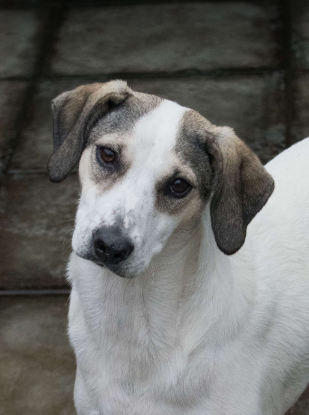 Adopter Alonzo