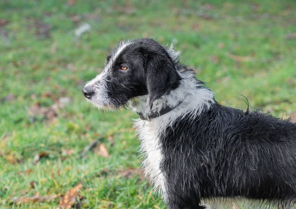 Adopter Alto