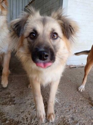 Adopter Amanda