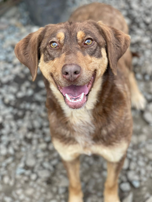 Adopter Ambra