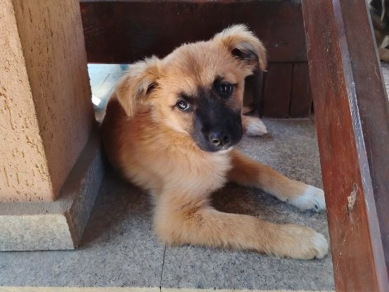 Adopter Ambre