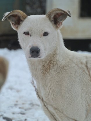 Adopter America