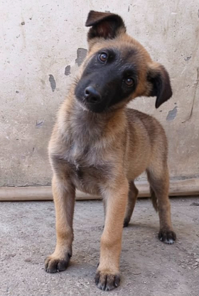 Adopter Andreï