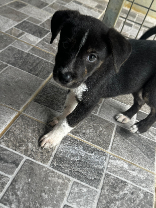 Adopter Ani