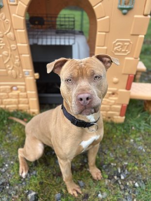 Adopter Anky