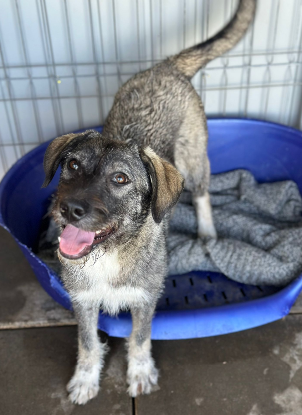Adopter Annalise