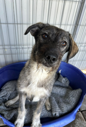 Adoption Annalise