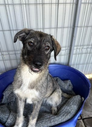 Adoption Annalise