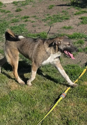 Adopter Anne