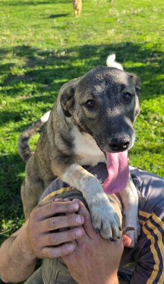 Adopter Anne