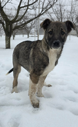 Adoption Anne
