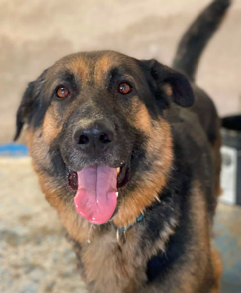 Adopter Anton