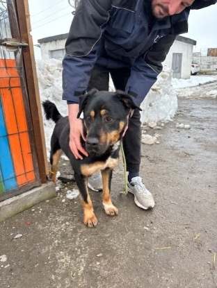 Adopter Apolo