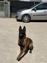 Adopter Arès