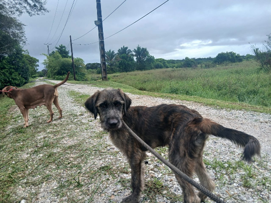 Adopter Ares