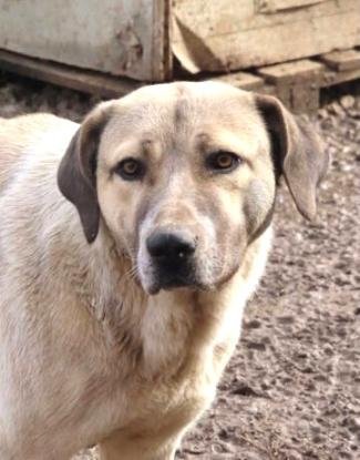 Adopter Artax