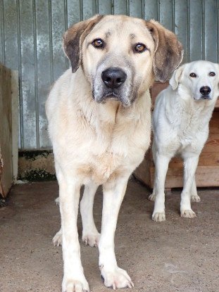 Adopter Artax