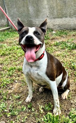 Adopter Arya