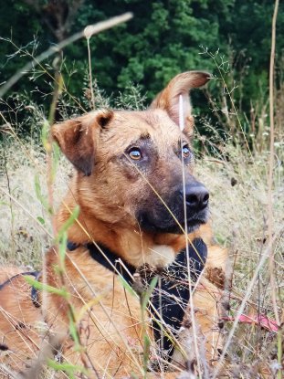 Adopter Asahi