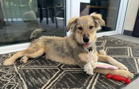 Adopter Asrael