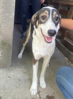 Adopter Astro
