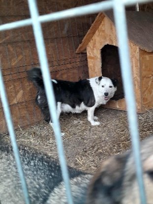 Adoption Athéna