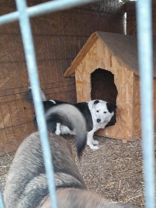 Adoption Athéna