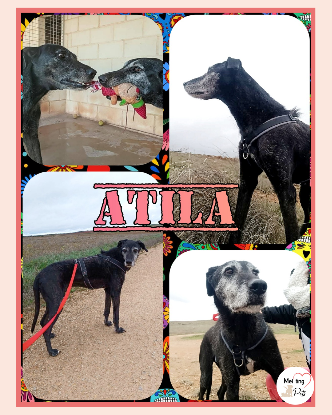Adopter Atila