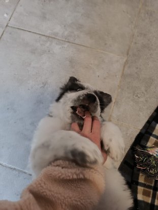 Adoption Aurora