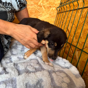 Adopter Avia