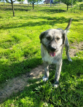 Adopter Axel